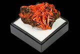 Bright Orange Crocoite Crystal Cluster - Tasmania #171672-2